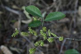 Image result for Opilia amentacea