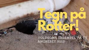 De som regel aktive om natten, sky og vagtsomme skadedyr. Tegn Pa Rotter Eksempel Pa Voldsomt Angrebet Hus Youtube