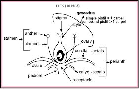 Baik dalam konteks pasangan hidup maupun persahabatan. Biologi Gonzaga Organum Reproduktivum