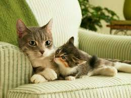 Green Gable Cottage Cats Kittens Cute Cats