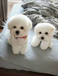 Omg Which One Is Real Bichon Dog Bichon Frise Puppy Cute Animals