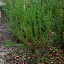 Image result for Fabiana imbricata