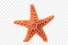 Coral Starfish Vector Download Estrella De Mar Animado Free Transparent Png Clipart Images Download