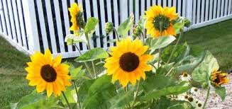 The best flowers to plant in fall 10 photos. Midwest Gardening Specialty Garden Types