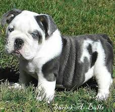 High to low nearest first. Grey And White English Bulldog Pup Blue English Bulldogs Cute Animals Bulldog