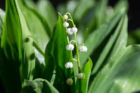Check spelling or type a new query. How To Treat Sick Lily Of The Valley Plants Common Diseases Of Lily Of The Valley