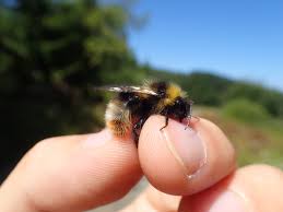 Image result for Bombus quadricolor