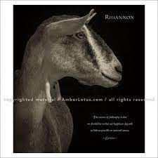 I Am Goat 2017 Wall Calendar Animal Portrait Photography By Ken Horan And Wisdom From Nature S Philosophers C Pet Portraits Photography Animals Wall Calendar