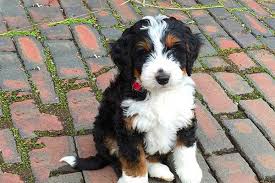 As for the weight of the mini bernedoodle, it ranges from 10 pounds up to 30 pounds. All About The Bernedoodle The Intriguing New Hybrid