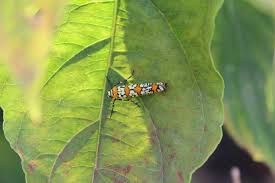 Image result for Aeollanthus neglectus