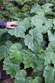Image result for Begonia eminii