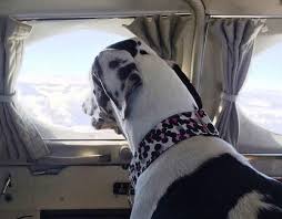 Animals Thechive Shelter Dogs Dogs Animal Rescue Quotes