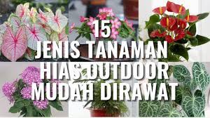 Jenis tanaman tertentu, baik itu tanaman hias outdoor maupun tanaman hias indoor bisa melindungi anda. 15 Jenis Tanaman Hias Daun Outdoor Yang Mudah Dirawat Youtube