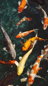 Aesthetic Black And White Koi Fish Wallpaper Steampunk Wallpaper Koi Fish Wallpaper Koi Wa Tsuzuku Yo Dokomade Koi Fish Painting Easy Koi Fish Pond Backy In 2020 Fish Wallpaper Fish Wallpaper Iphone Koi Fish
