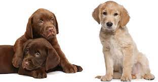 The labrador retriever and the golden retriever get mixed up with one another quite often, and it's easy to see why. Golden Retriever Vs Labrador Which Breed Makes The Best Pet