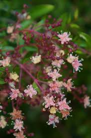 Image result for Lawsonia