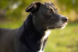 Maybe you would like to learn more about one of these? Happy Tails Nina The Lab Terrier Mixed Breed Daily Dog Tag