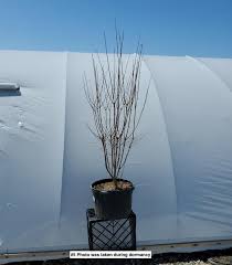 Image result for ligustrum ovalifolium