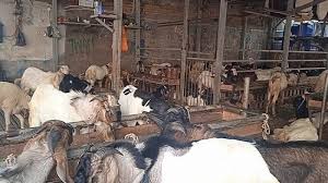 Untuk kemudahan, dikongsikan juga panduan video ikat tie cara four in hand knot. Pedagang Pasrah Idul Adha Makin Dekat Tapi Penjualan Di Pasar Kambing Tanah Abang Masih Lesu Halaman All Warta Kota