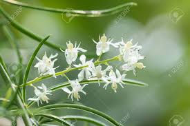 Image result for Asparagus racemosus