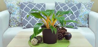 Image result for Chlorophytum Amaniense