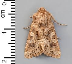 Image result for Hadena perplexa