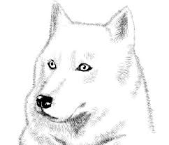 Wolves are one of the largest members of the dog family. This Drawing Is Too Details Draw A White Wolf With Short Hair Brush Manga Materials