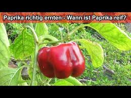 Grüner paprika ist immer unreif, aber selbstverständlich essbar. Paprika Pflanzen Richtig Ernten Zeitpunkt Wann Farbe Rot Grun Gelb Erntezeitpunkt Anleitung Youtube In 2020 Paprika Pflanzen Grune Paprika Paprika