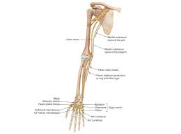 Muscle names can actually be used as a short cut to learn a muscle's location, shape and function. Elbow Arm Anatomy
