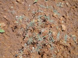 Image result for Hypertelis cerviana