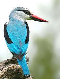 Birds That Start With J Woodland Kingfisher Halcyon Senegalensis By Arno Louise J Kingfisher South African Animals African Animals