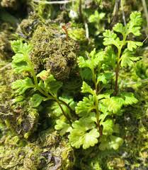 Image result for Samanea leptophylla