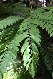 Image result for Palisota