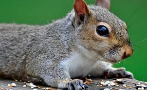 But here's a few natural ways that you can use to keep them off your garden. How To Keep Squirrels Out Of Your Garden