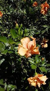 Image result for Hibiscus engleri