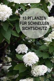 Schnell Wachsende Pflanzen Wachsenden Pflanzen Pflanzen Naturnaher Garten