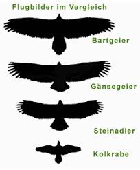 1,50 m, ist also etwas größer als ein mäusebussard. Bartgeier Zahltage In Den Alpen Tirol Orf At