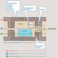 Listen carefully to what the poison control person. Water Relations In Plants Subjected To Heavy Metal Stresses Springerlink