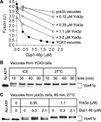 Check spelling or type a new query. The Major Role Of The Rab Ypt7p In Vacuole Fusion Is Supporting Hops Membrane Association Journal Of Biological Chemistry