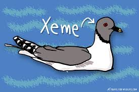 Name of all the animals is written on the button of the poster. Animals That Start With X A List Of All The Animals Beginning With X Travel For Wildlife