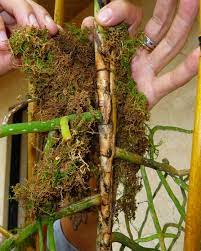Wrap Sheet Moss Orchids Hanging Orchid Growing Orchids