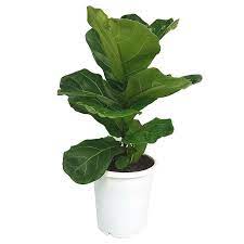 180mm Fiddle Leaf Fig Ficus Lyrata Indoor Plant Bunnings Warehouse Fiddle Leaf Fig Tree Indoor Plants Ficus Lyrata
