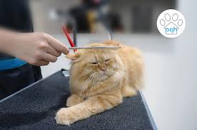 Taking time and plenty of patience diamond proceeded… Cat Grooming At Subang Shah Alam Puchong Kuala Lumpur Petaling Jaya