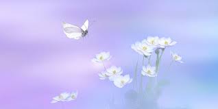 La Mariposa Blanca Un Cuento Sobre El Amor Eterno