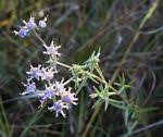 Image result for Haumaniastrum caeruleum