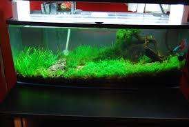 Show Your Nano No Chatter Just Tank And Specs Fish Tank Betta Dream Tank