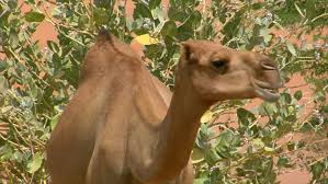 Some animals eat other animals in. Camel Eat In The Desert Stock Footage Video 100 Royalty Free 591130 Shutterstock