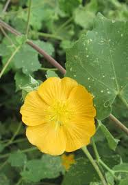 Image result for Tephrosia tanganicensis