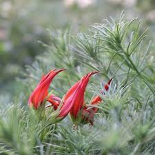 Image result for Lotus berthelotii