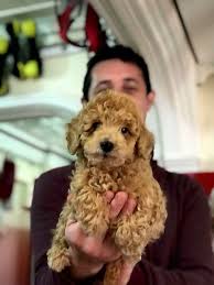Bursa Kopek Shop Satilik Toy Poodle Yavrulari